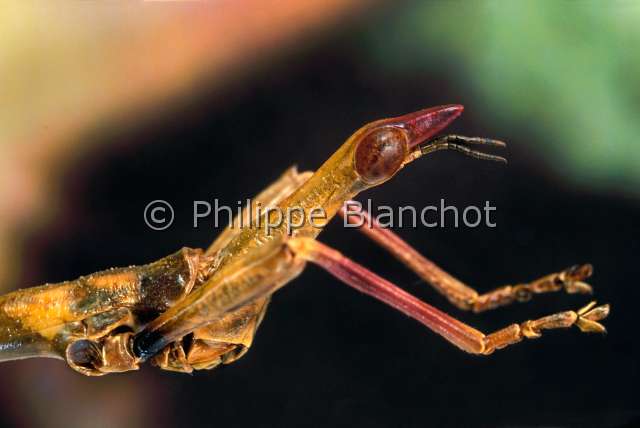 Stiphra robusta mal.JPG - in "Portraits d'insectes" ed. SeuilStiphra robustaCriquet-phasme (male)Jumping stickOrthopteraProscopiidaeBrésil